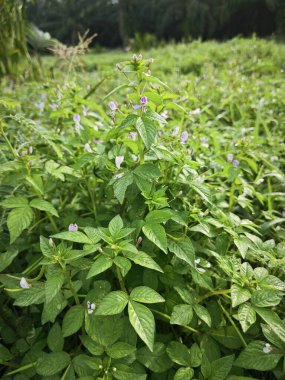 Open field overgrowth with bushy wild fringed spiderflower weed plants. clipart