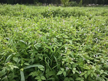 Çalı çalısı, yabani örümcek çiçeği otlarıyla dolu açık alan..