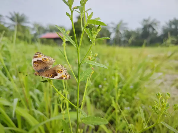 stock image wild Junonia butterfly perching on the grass at the agriculture land.