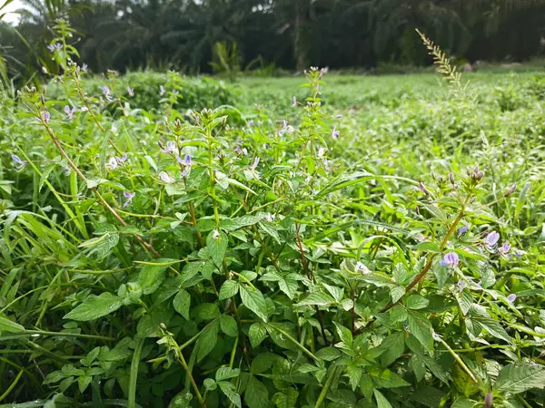 stock image Open field overgrowth with bushy wild fringed spiderflower weed plants.