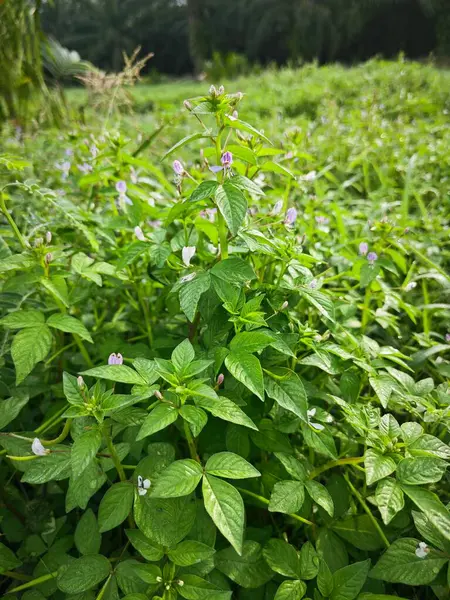 stock image Open field overgrowth with bushy wild fringed spiderflower weed plants.