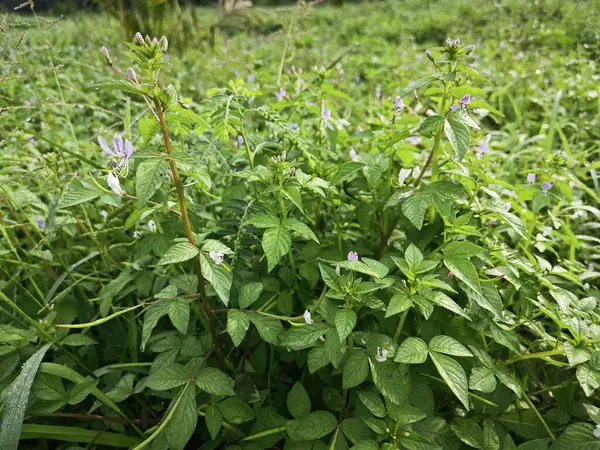 stock image Open field overgrowth with bushy wild fringed spiderflower weed plants.