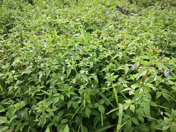 stock image Open field overgrowth with bushy wild fringed spiderflower weed plants.