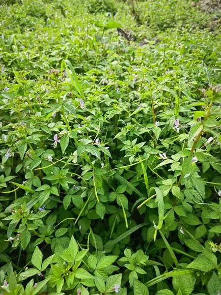 stock image Open field overgrowth with bushy wild fringed spiderflower weed plants.