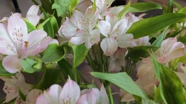 Beyaz alstroemeria aurantiaca çiçeği kapalı kapta..