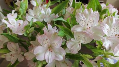 Beyaz alstroemeria aurantiaca çiçeği kapalı kapta..