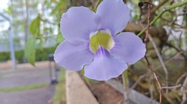 Thunbergia ihtişamının yemyeşil asma çiçeği  