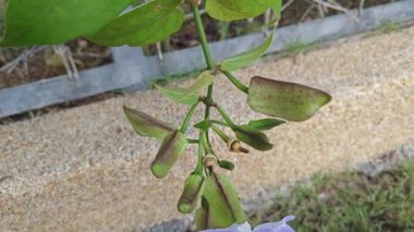 Thunbergia ihtişamının yemyeşil asma çiçeği  