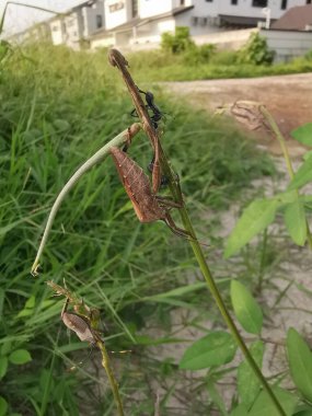 Coreid leaf footed bug climbing on the creeping weed plant.  clipart