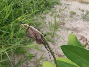 Coreid leaf footed bug climbing on the creeping weed plant.  clipart