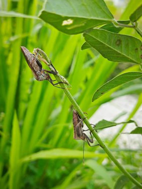 Coreid leaf footed bug climbing on the creeping weed plant.  clipart