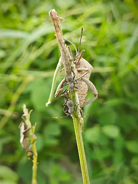 stock image Coreid leaf footed bug climbing on the creeping weed plant. 