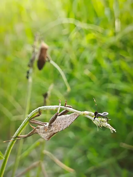 stock image Coreid leaf footed bug climbing on the creeping weed plant. 