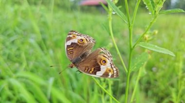 Vahşi Junonia Kelebeği tarım arazisindeki çimlere tünedi..