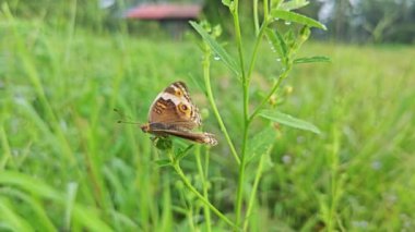 Vahşi Junonia Kelebeği tarım arazisindeki çimlere tünedi..