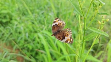 Vahşi Junonia Kelebeği tarım arazisindeki çimlere tünedi..