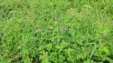 Çalı çalısı, yabani örümcek çiçeği otlarıyla dolu açık alan..