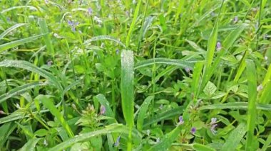 Çalı çalısı, yabani örümcek çiçeği otlarıyla dolu açık alan..