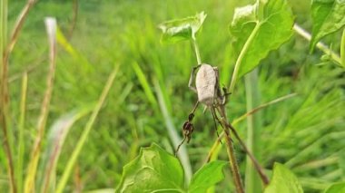 Koreid yaprağı ayaklı böcekler sürünen ot bitkisine tırmanıyor.. 