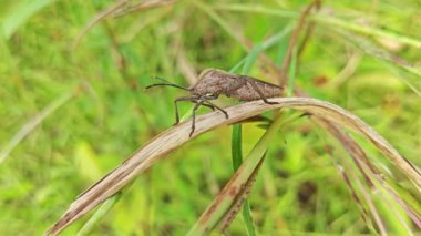 Koreid yaprağı ayaklı böcekler sürünen ot bitkisine tırmanıyor.. 