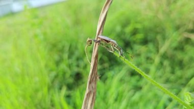 Koreid yaprağı ayaklı böcekler sürünen ot bitkisine tırmanıyor.. 