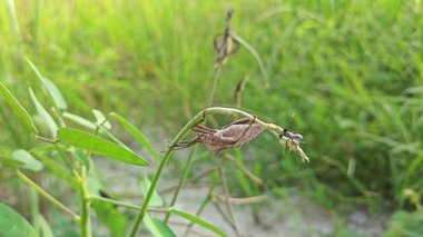 Koreid yaprağı ayaklı böcekler sürünen ot bitkisine tırmanıyor.. 