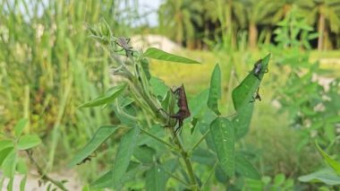 Koreid yaprağı ayaklı böcekler sürünen ot bitkisine tırmanıyor.. 