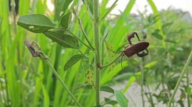 Koreid yaprağı ayaklı böcekler sürünen ot bitkisine tırmanıyor.. 