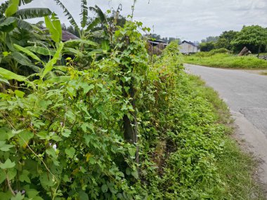 environment scene around the vicinity of opened field outside the old charcoal factory shed.    clipart