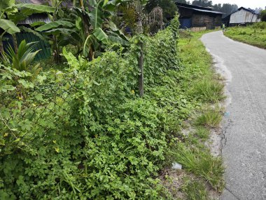 environment scene around the vicinity of opened field outside the old charcoal factory shed.    clipart