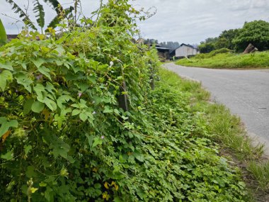 environment scene around the vicinity of opened field outside the old charcoal factory shed.    clipart