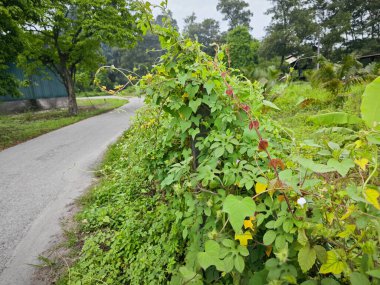 environment scene around the vicinity of opened field outside the old charcoal factory shed.    clipart