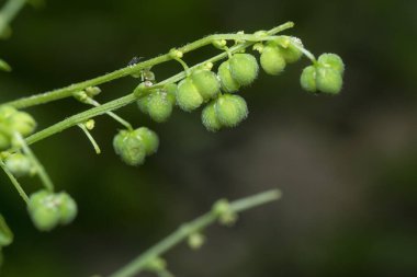 closeup of the micrococca mercurialis the wild annual weed plant with tiny seeds on the stem. clipart