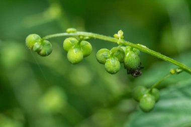 Mikro koka merkür bitkisine yakın çekim. Sapında küçük tohumlar olan yıllık yabani ot bitkisi..