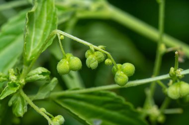Mikro koka merkür bitkisine yakın çekim. Sapında küçük tohumlar olan yıllık yabani ot bitkisi..
