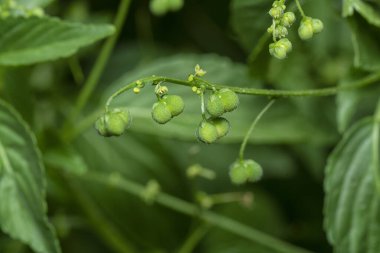 closeup of the micrococca mercurialis the wild annual weed plant with tiny seeds on the stem. clipart