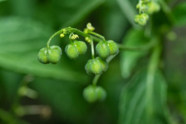 Mikro koka merkür bitkisine yakın çekim. Sapında küçük tohumlar olan yıllık yabani ot bitkisi..