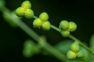 closeup of the micrococca mercurialis the wild annual weed plant with tiny seeds on the stem. clipart