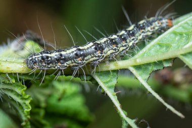 Utetheisa pulchella caterpillar heliotropium indium bitkisine tünemektedir.
