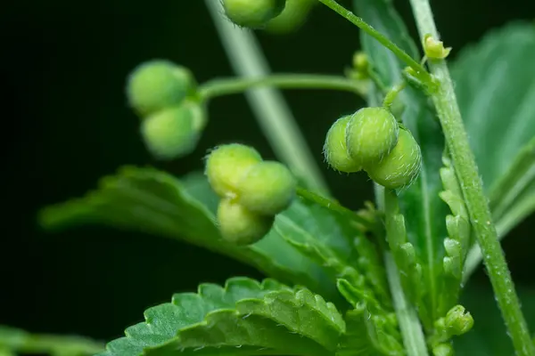 stock image closeup of the micrococca mercurialis the wild annual weed plant with tiny seeds on the stem.