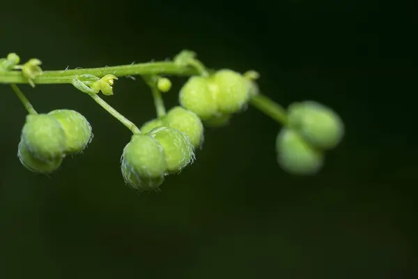 stock image closeup of the micrococca mercurialis the wild annual weed plant with tiny seeds on the stem.