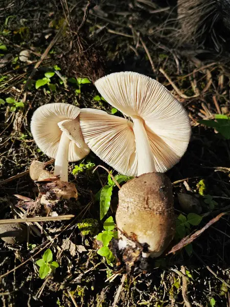 stock image wild paddy straw mushroom on the plantation field.