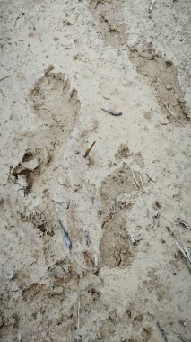 human footprint on the dried muddy ground. clipart