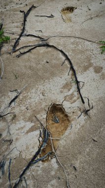 human footprint on the dried muddy ground. clipart