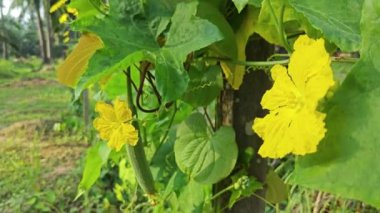 Luffa kabak bitkisinin sarı çiçeği..