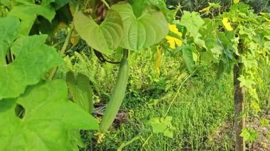 Luffa kabak bitkisinin sarı çiçeği..