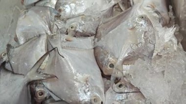Satılık beyaz Pomfret balığı tepsisi.. 