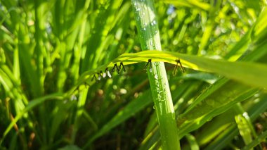 a row of tiny Derbidae planthoppers hiding under the blades of wild grass. clipart