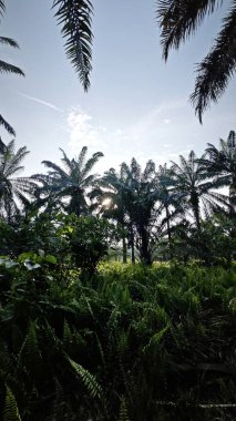 Güneş ışığı vahşi nephrolepis biserrata eğreltiotu çalılarının üzerine ışıldıyor..