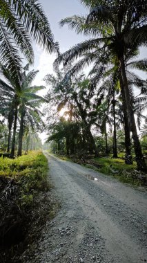 Güneş ışığı vahşi nephrolepis biserrata eğreltiotu çalılarının üzerine ışıldıyor..